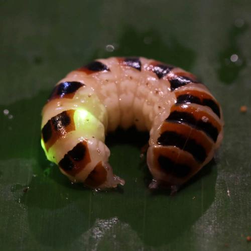 Réf. 238 863 : Stenocladius sp.